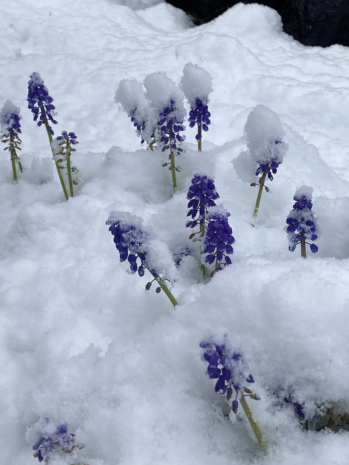 Snow in April...Weathering the Storm — Made on 23rd