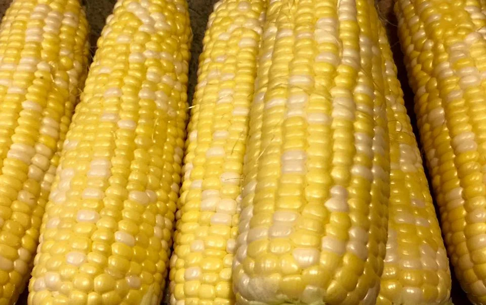 Sedona Verde Life - Corn