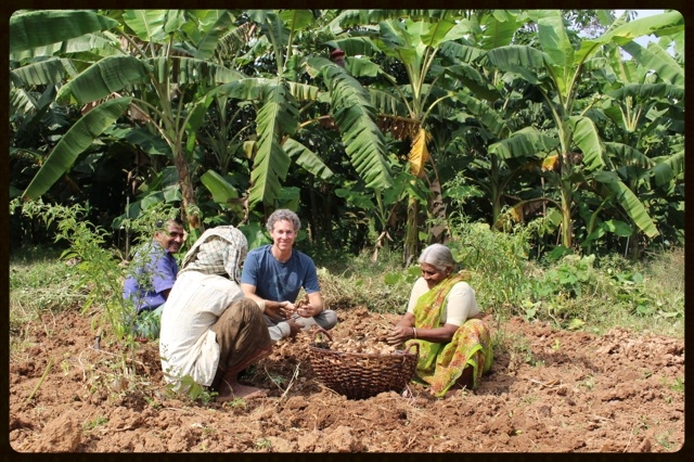 kevin casey, co owner of banyan botanicals harvesting ginger