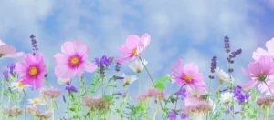 flowers and sky.jpeg