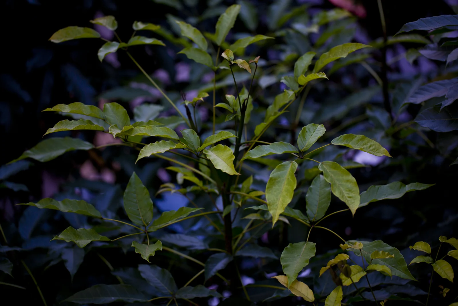 _MG_6688 CHARLES_OSAWA CHARLES_OSAWA.jpg