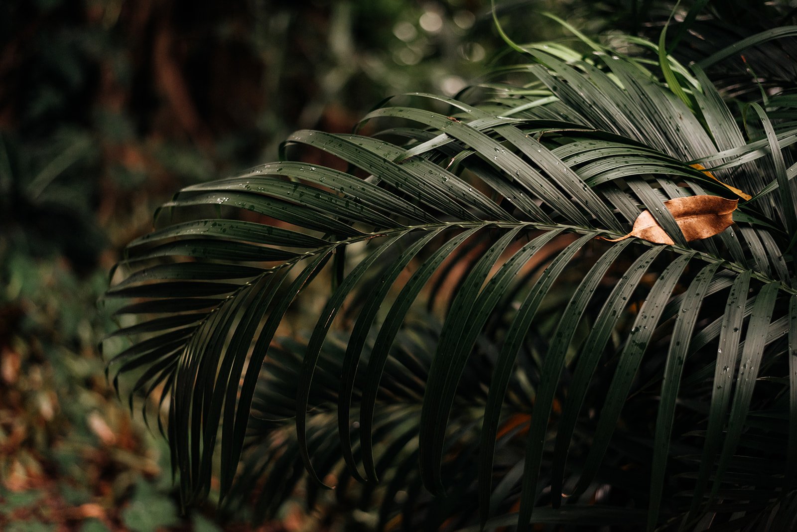 LOVELENSCAPES • The Figs Byron Bay Wedding • Chosen by Kyha • T&C • 410_websize.jpg