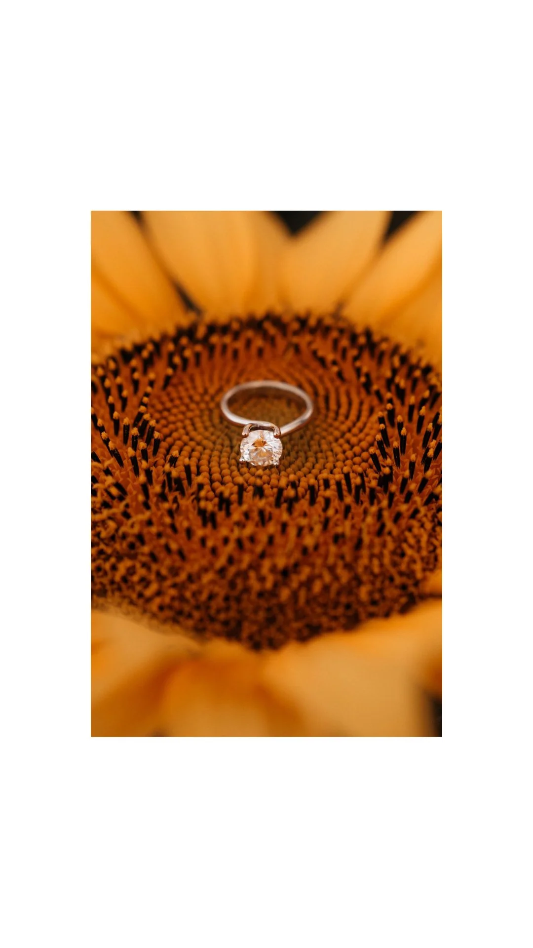 Kalbar Sunflowers Engagement Photo - Lovelenscapes Brisbane Wedding Photographer - Traditional Vietnamese Ao Dai - 10.jpg