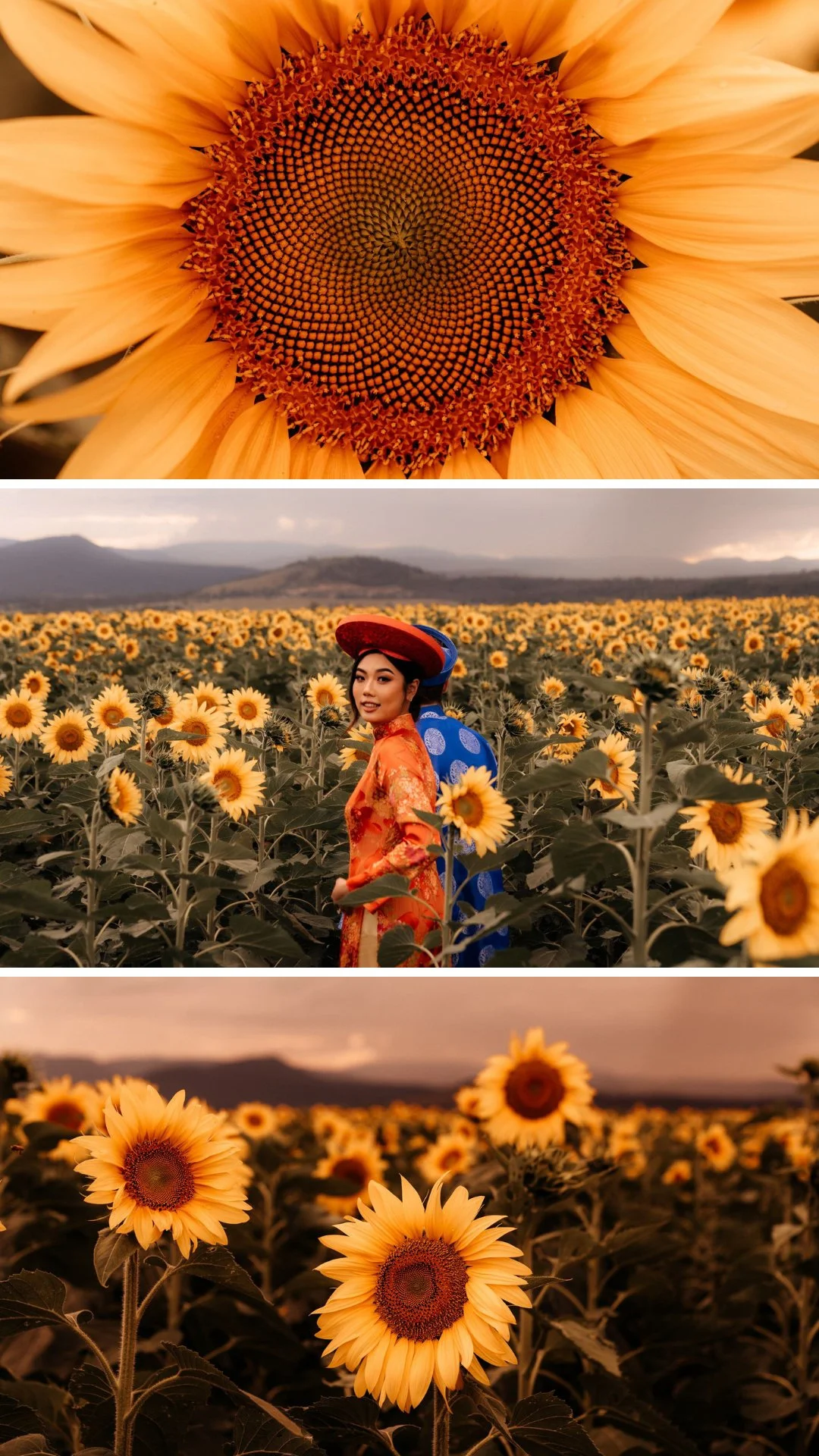 Kalbar Sunflowers Engagement Photo - Lovelenscapes Brisbane Wedding Photographer - Traditional Vietnamese Ao Dai - 2.jpg