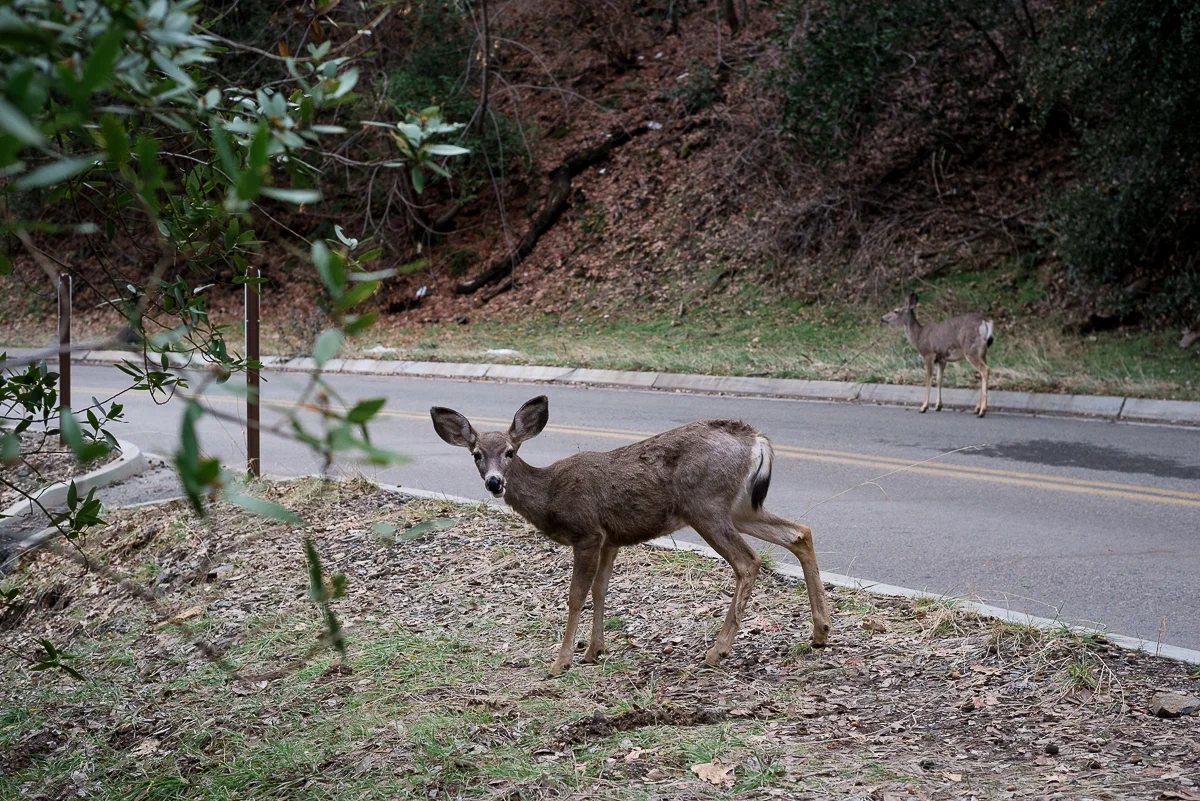 California (37).jpg