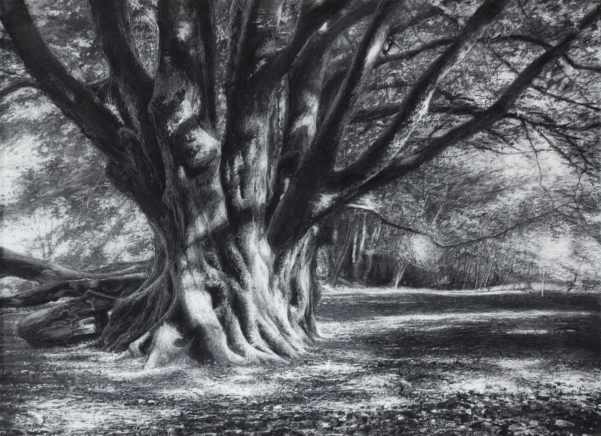 Still There , 2019 (charcoal 56 x 76 cm)