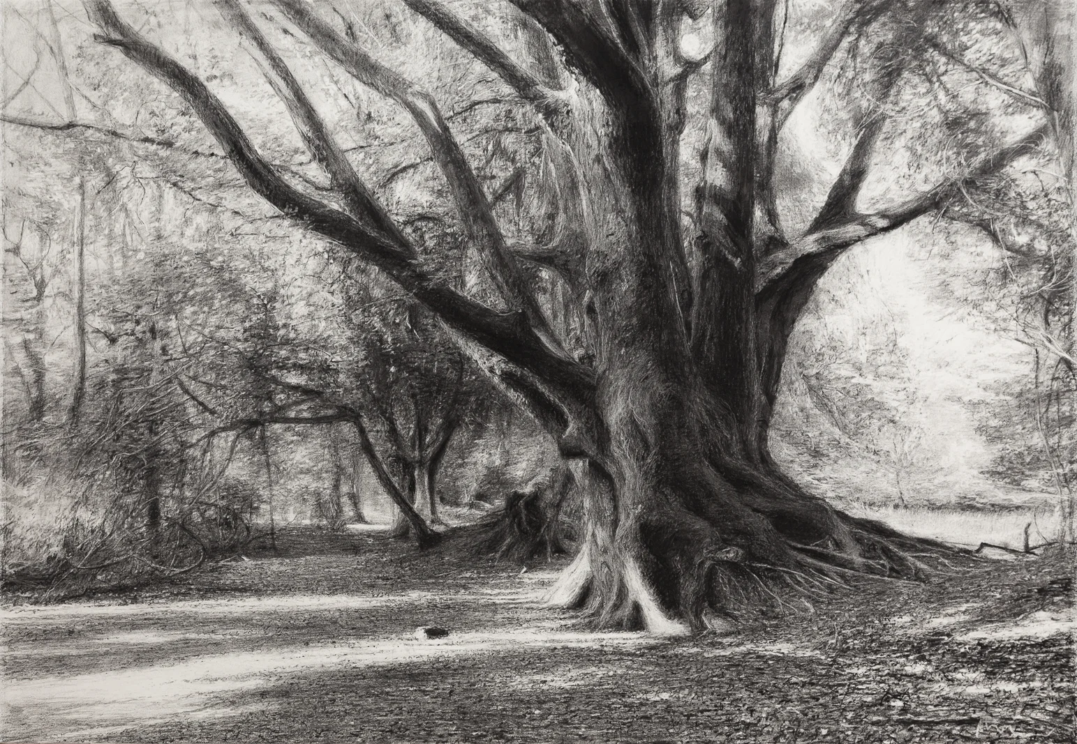 Still Here Too , 2019 (Charcoal, 52.5 x 75cm)