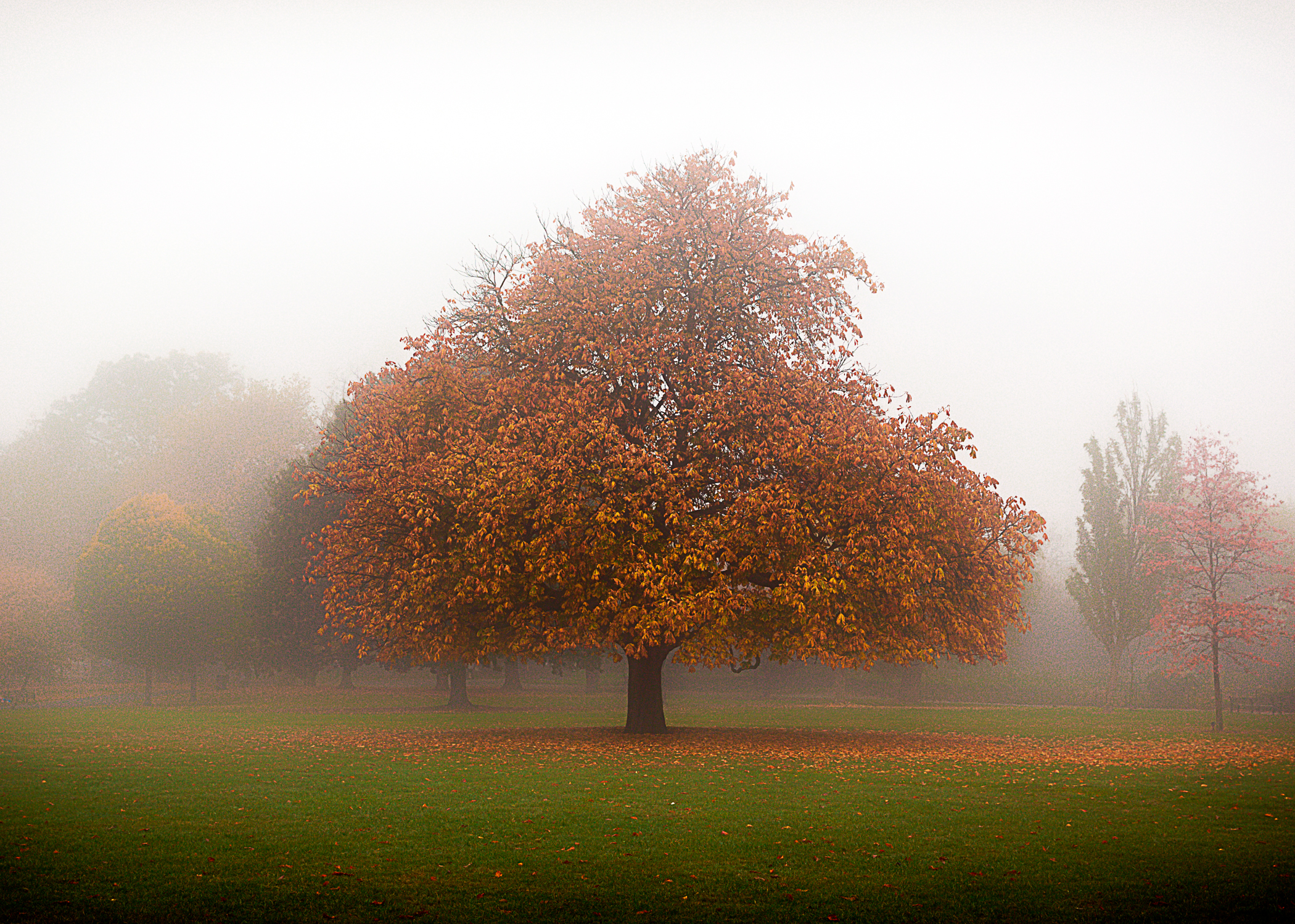 tree5x7-1.jpg