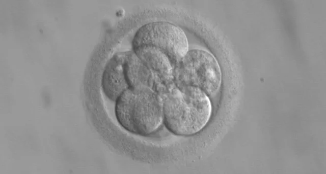 Embryo_8_cells.jpg