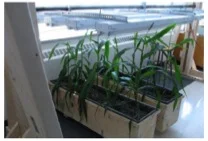 One way to assess impacts of the mixture of trace chemicals in biosolids & residuals is with bioassays . Learn more... (photo courtesy of Puddephat/ McCarthy, Ryerson Univ.)