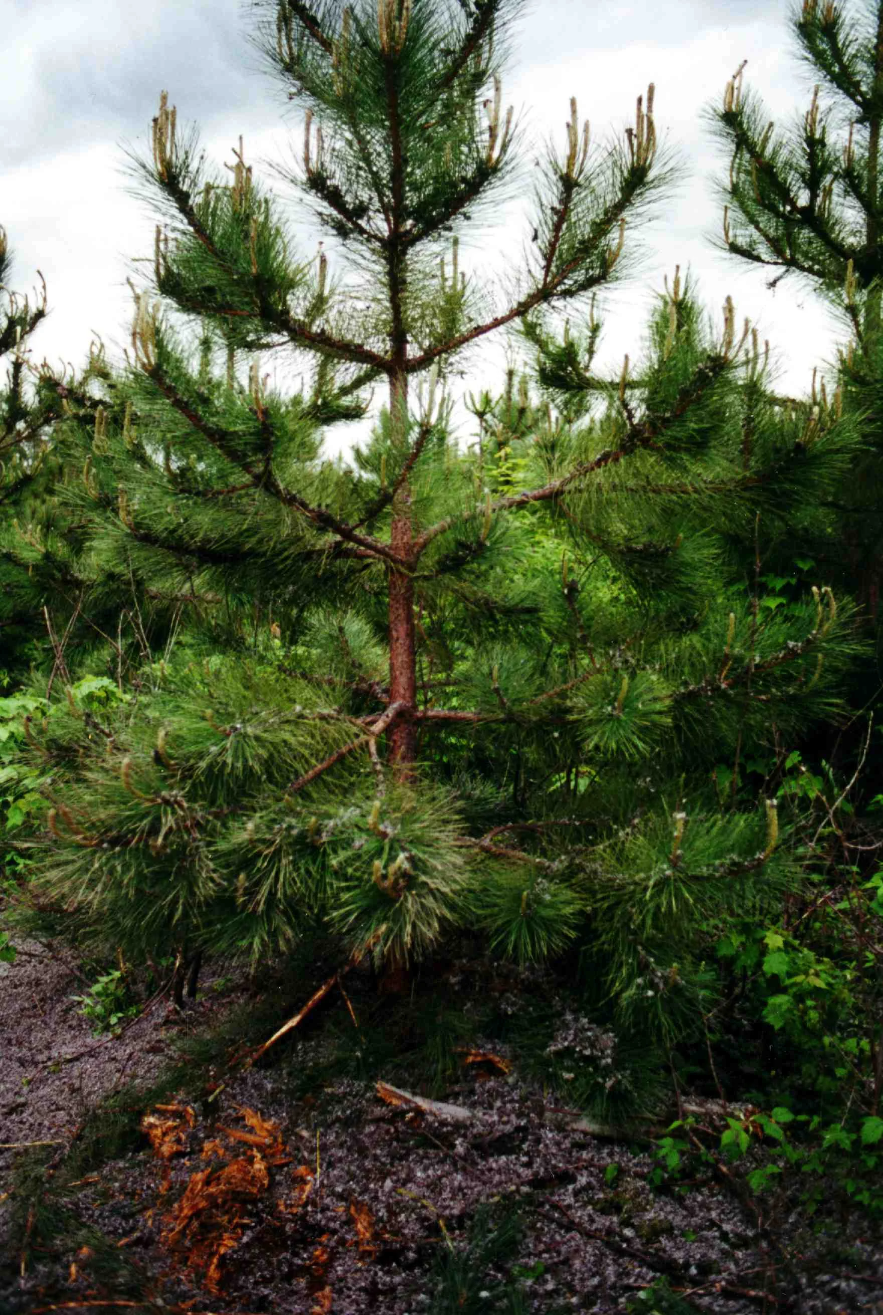 Bulk Class B biosolids applied to a tree farm in Maine.