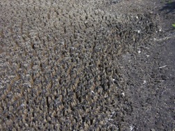 Water treatment residuals are sometimes dewatered by natural freeze-thaw processes. Photo courtesy Northern Tilth.