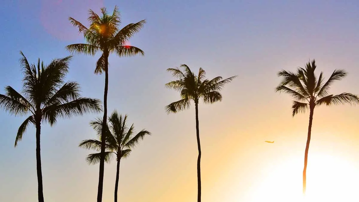 Palm Springs | A Chef's Guide