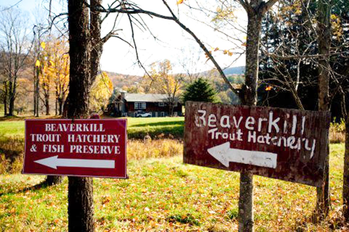Photograph courtesy of Beaverkill Trout Hatchery