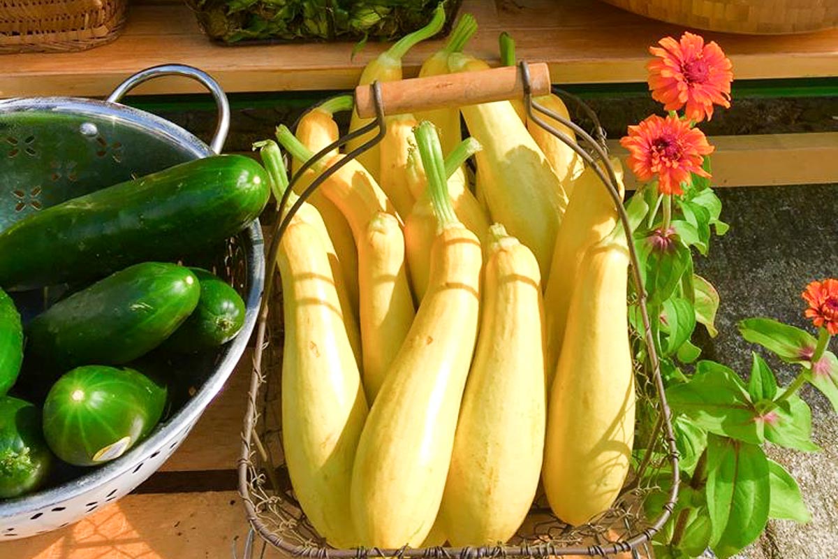 Photograph courtesy of Little House Green Grocery