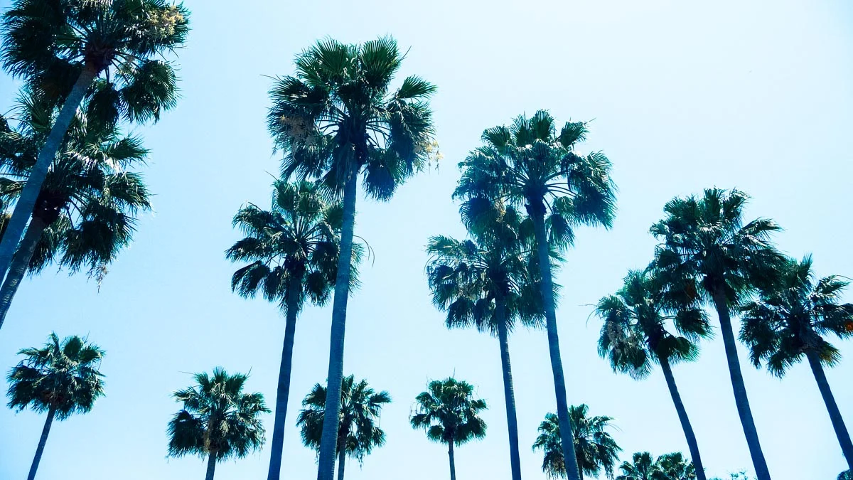 Chef's Orlando Guide