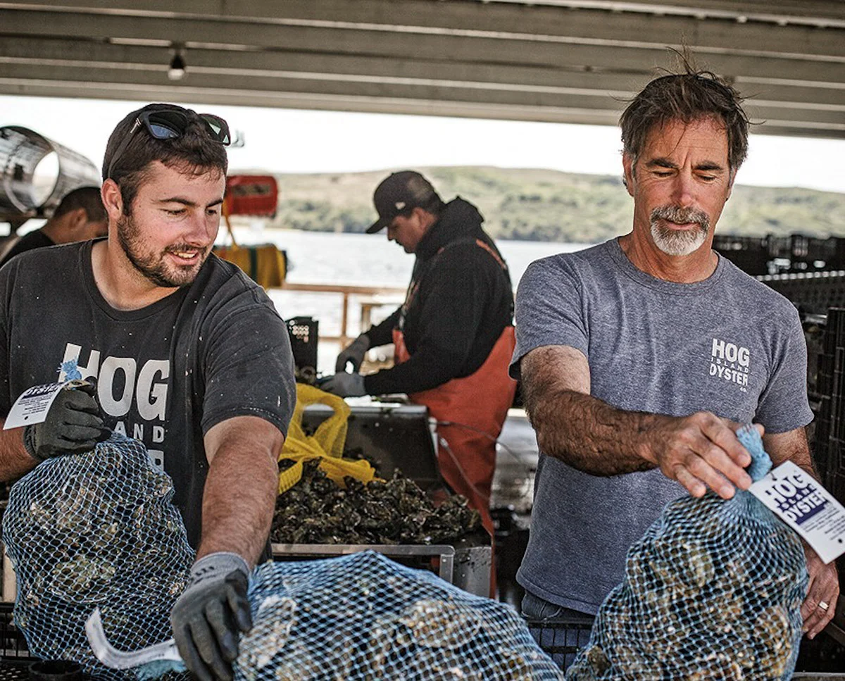 Photograph courtesy of Hog Island Oyster Co