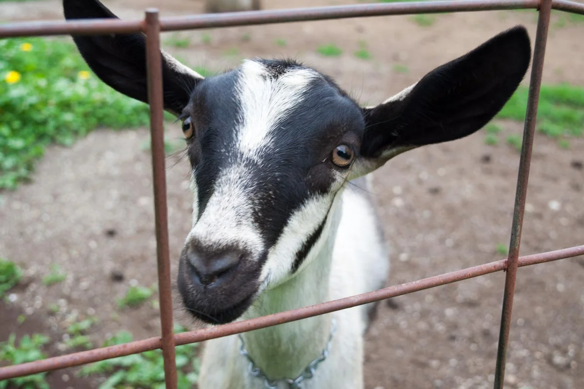 Rawson Brook Farm Employee | Photo Credit: ©Find. Eat. Drink. 