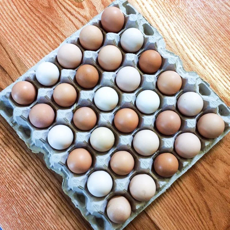 Photograph courtesy of North Sea Farms