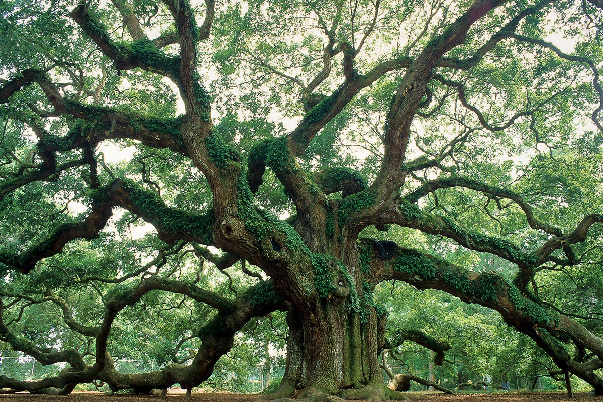 Johns Island | Photo Credit: Doug Hickok for Charleston CVB