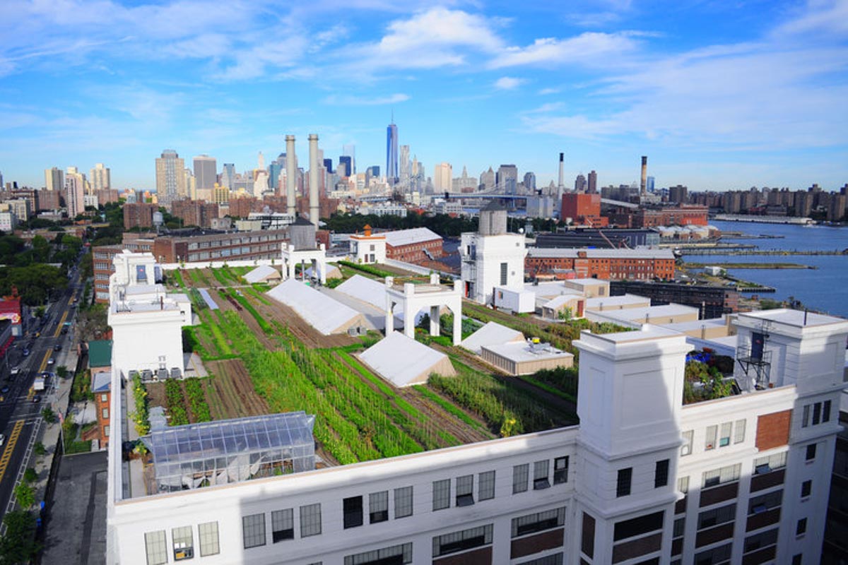 Photograph courtesy of Brooklyn Grange