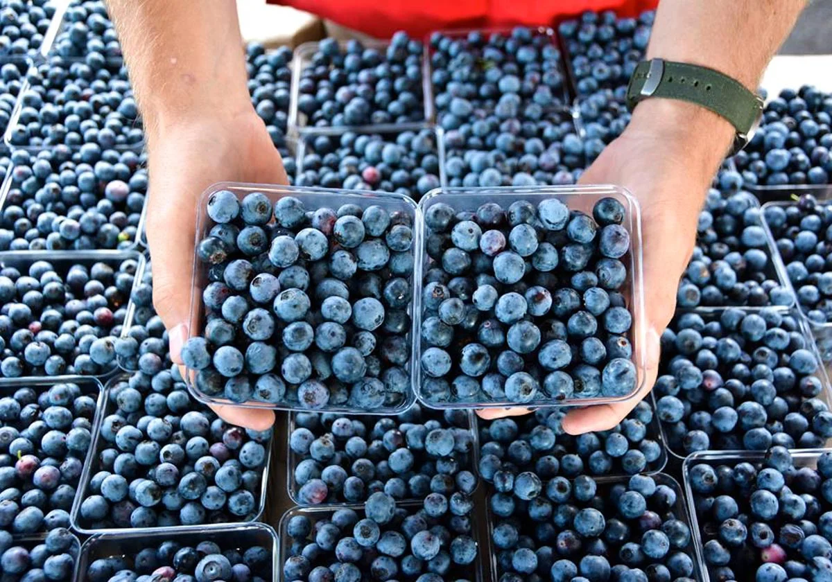 Photograph courtesy of Franklin Farmers Market