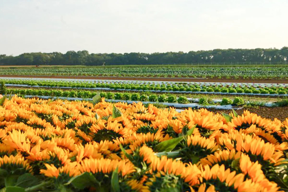 Photograph courtesy of Halsey Farm