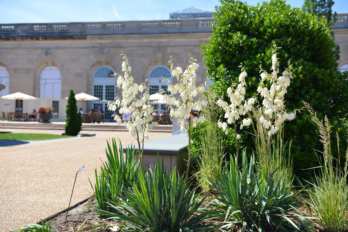 Photograph courtesy of the U.S. Botanic Garden