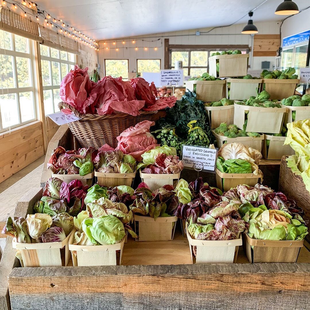 The beautiful winter bounty @mxmorningstarfarm including lettuces from Veneto, Italy.
.
.
.
#MXMorningStarFarm #Hudson #HudsonNY #HudsonValley #Winter #WinterBounty #WinterProduce #Lettuce #Radicchio