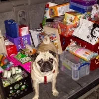 STEMpug.jpg
