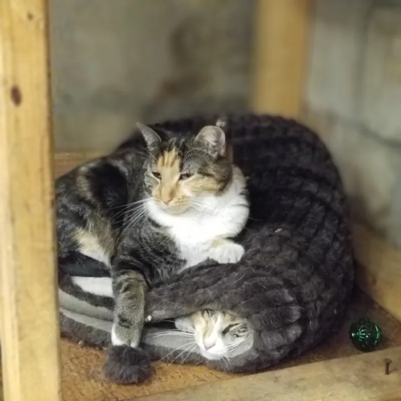 Bonestorm on Flatcat
