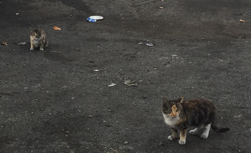 Flatcat and Bonestorm upon rescue from a junkyard in the Bronx