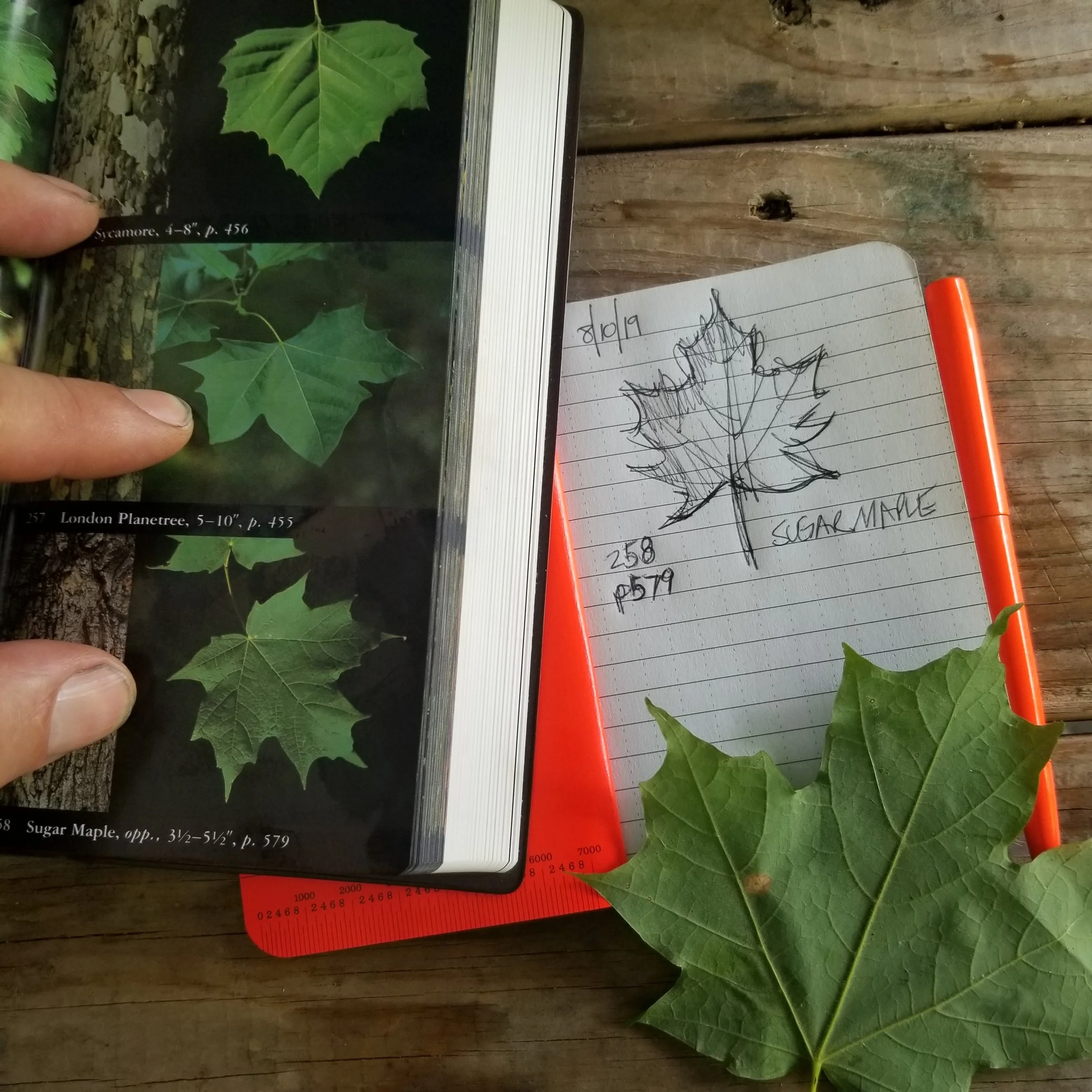 Sugar Maple…identified!