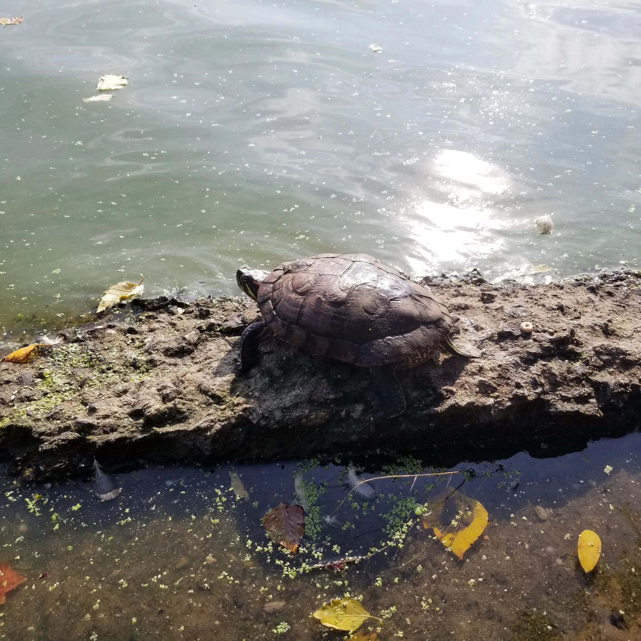 Turtles in Brooklyn!