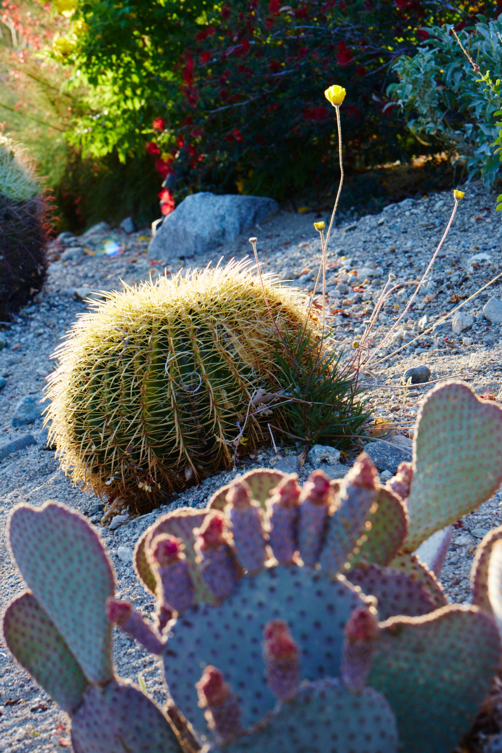 170419_palm_desert_192.jpg