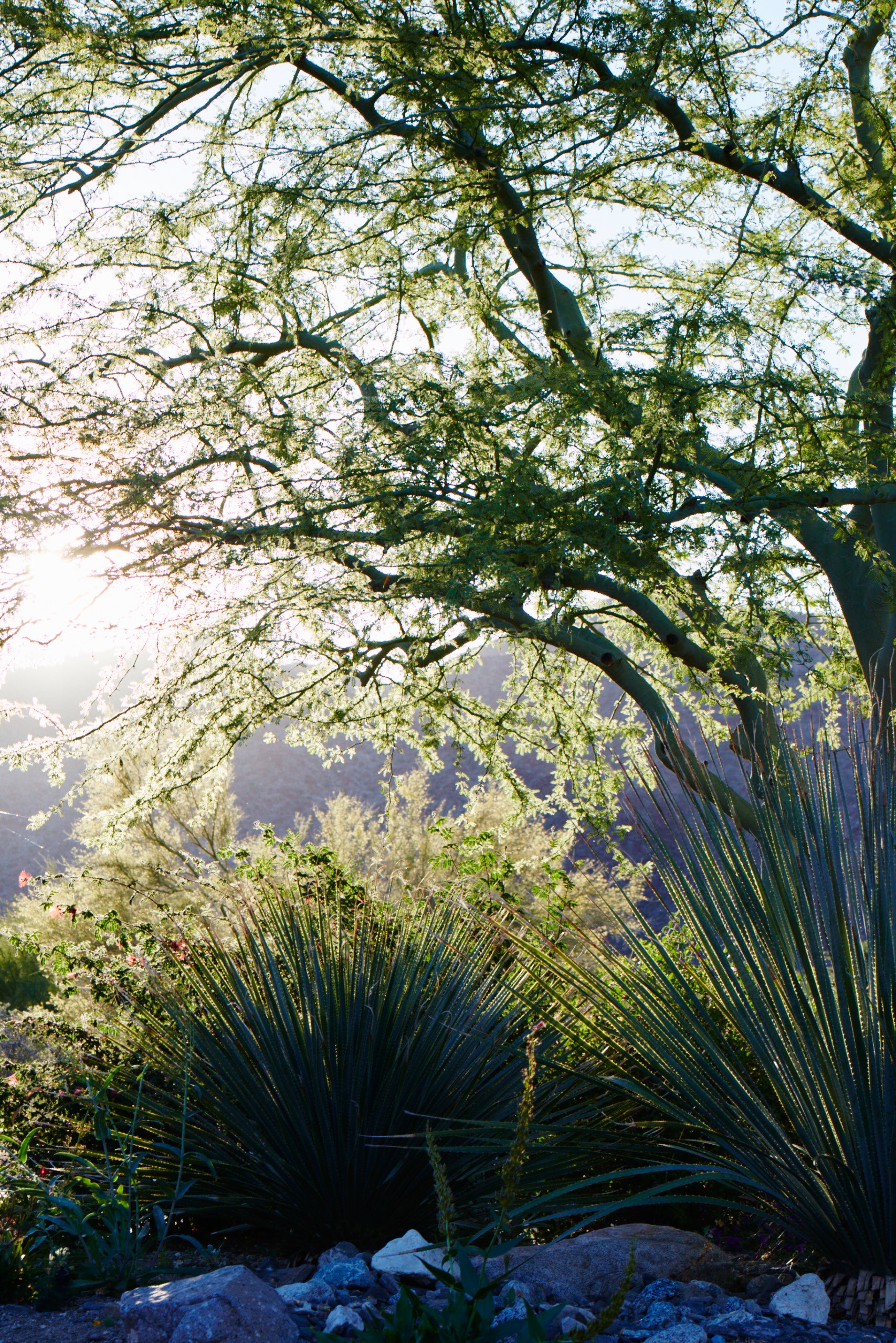170419_palm_desert_208.jpg