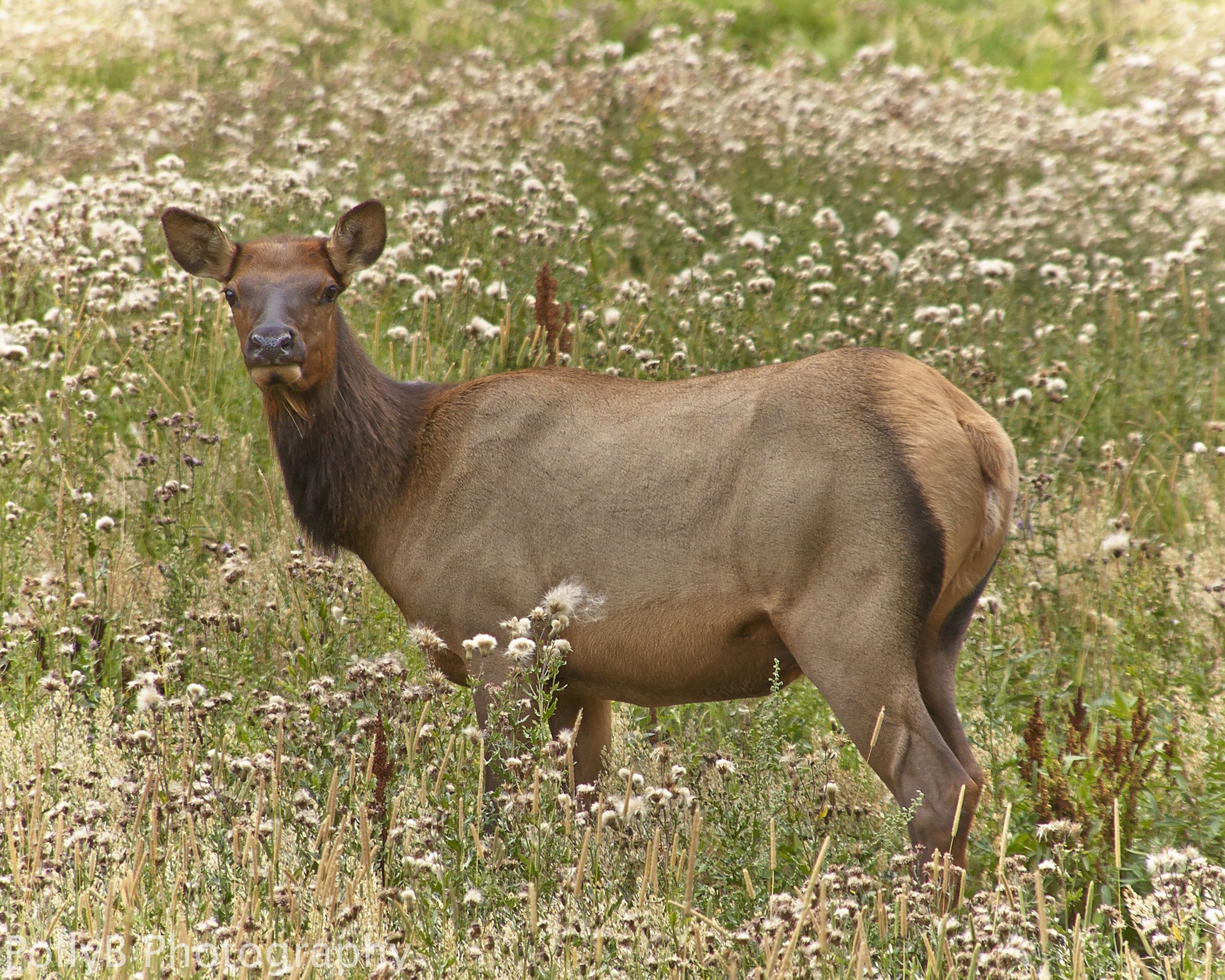 DSC_0107_01.jpg