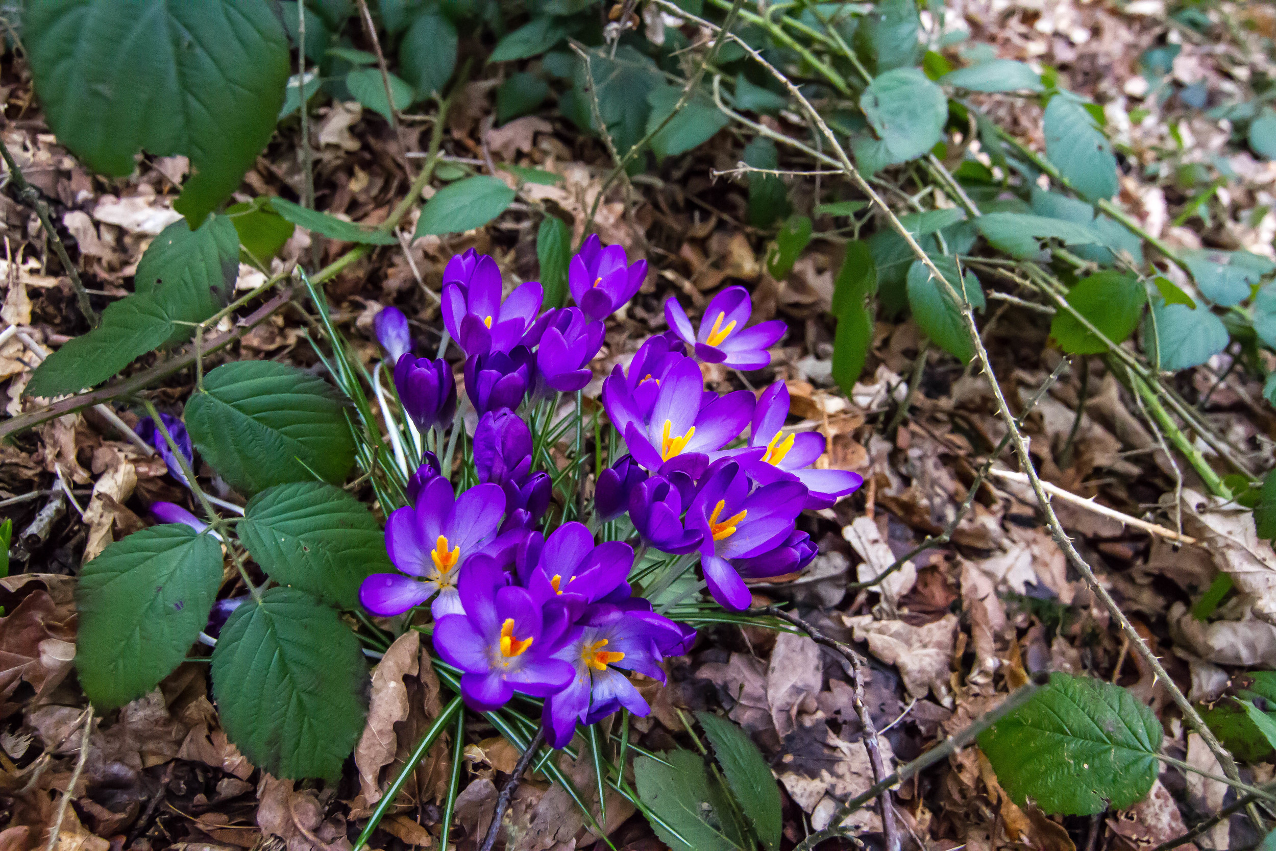 Wild Violets 