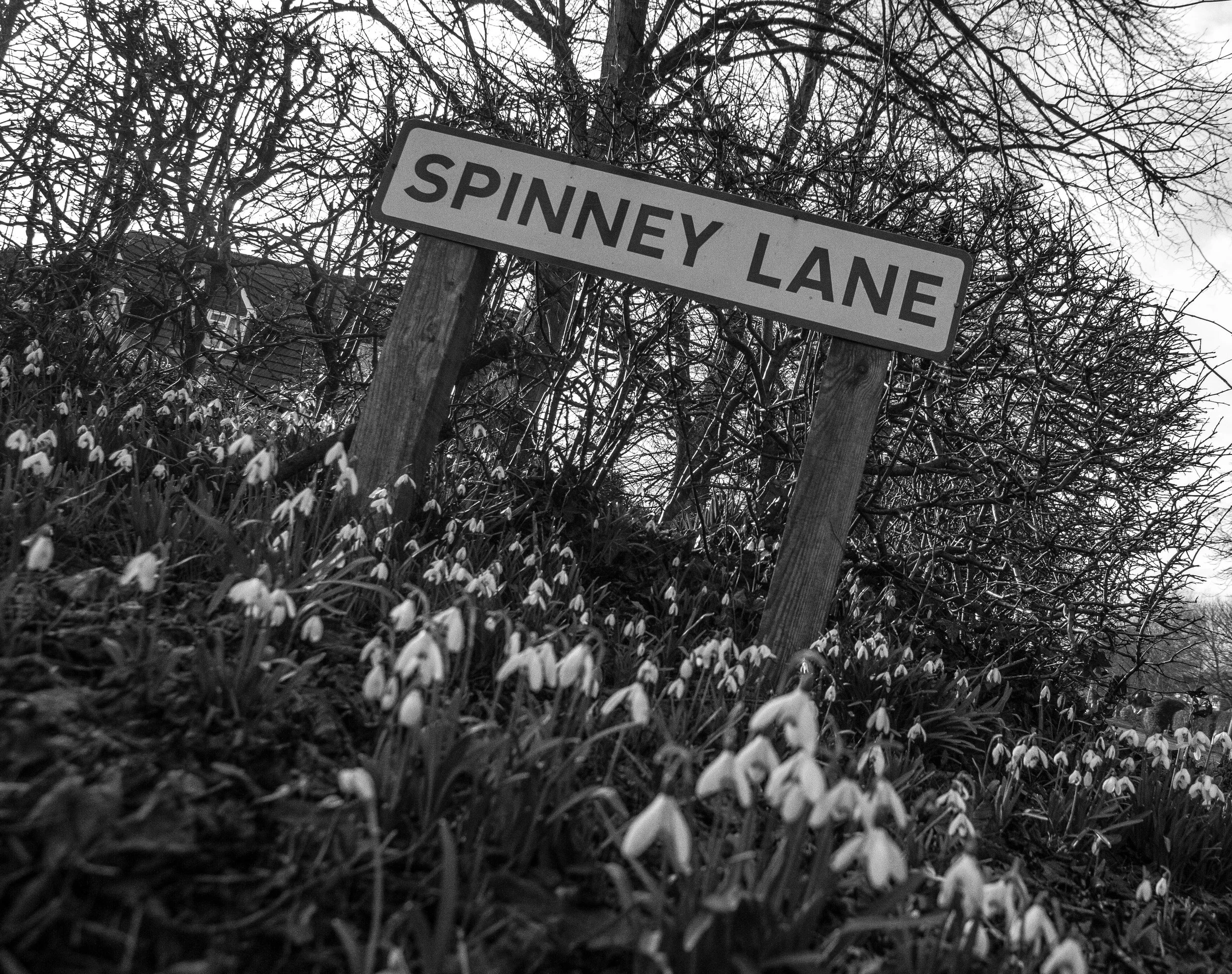 Snowdrops