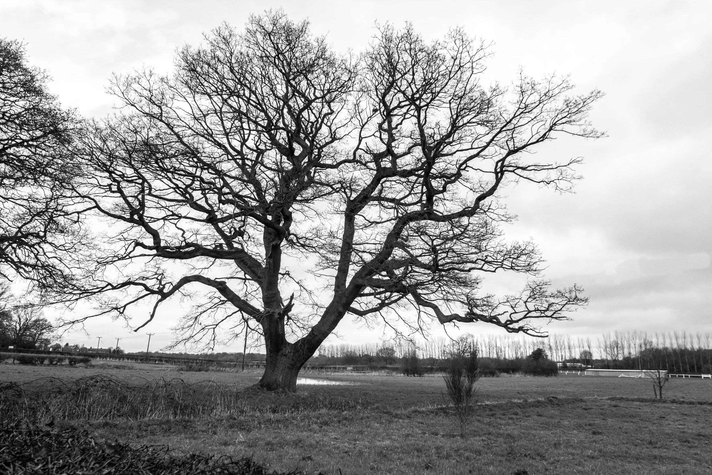 Lone Tree