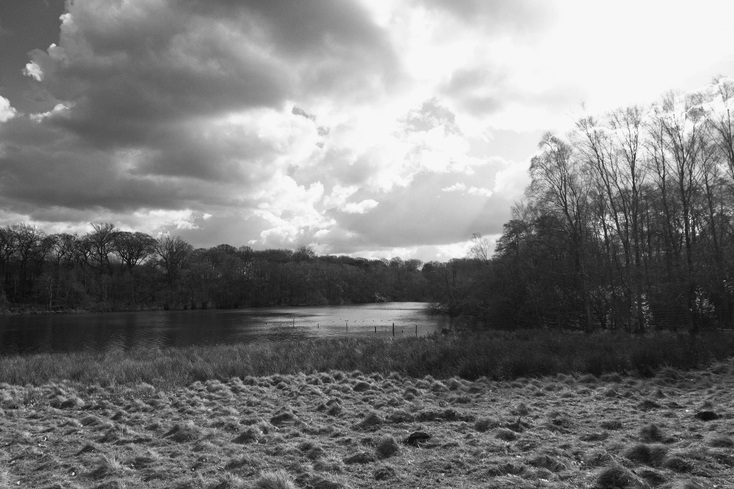Trees by the Mere