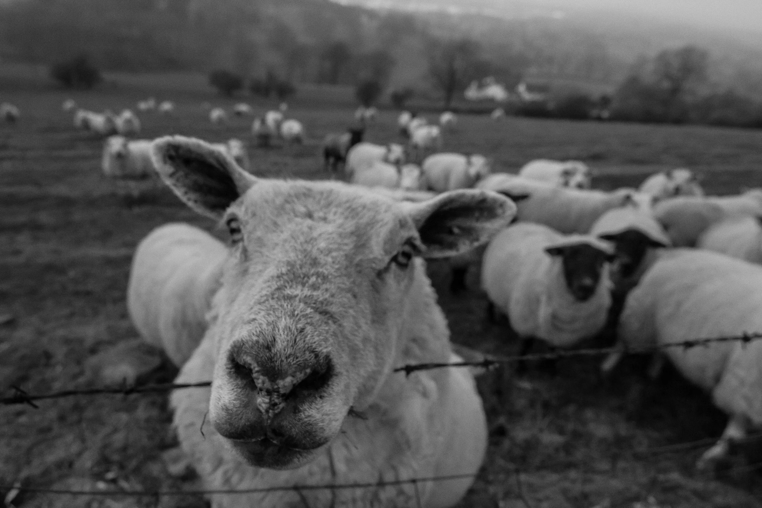 Sheep