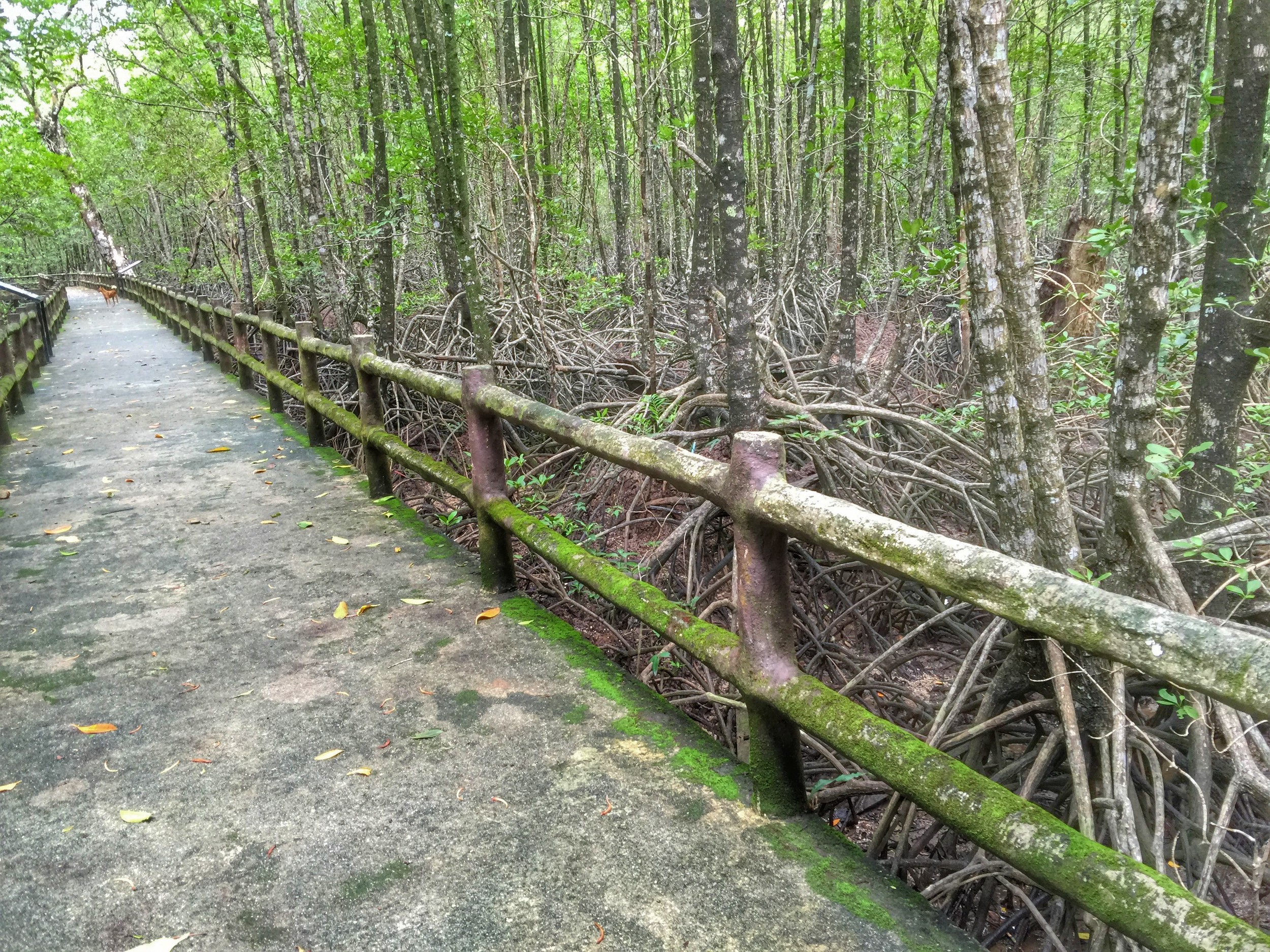 The "boardwalk". All concerte. No boards.