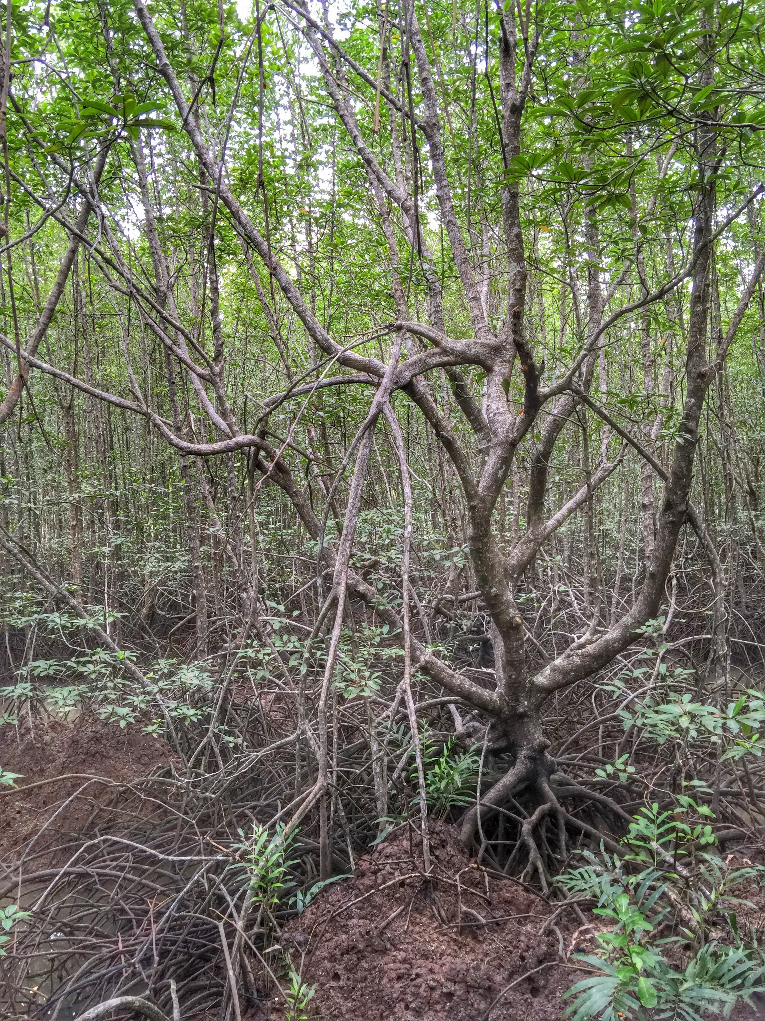 Who says swamps can't be lovely?