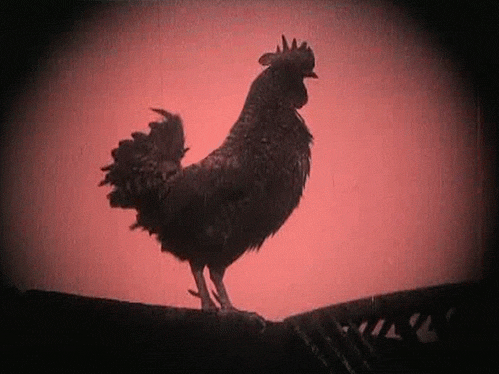 giphy-1.gif