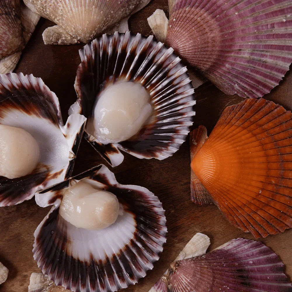 scallops-265732.png.webp
