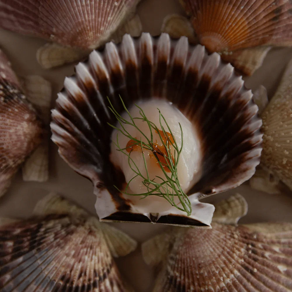 scallops-800947.png.webp
