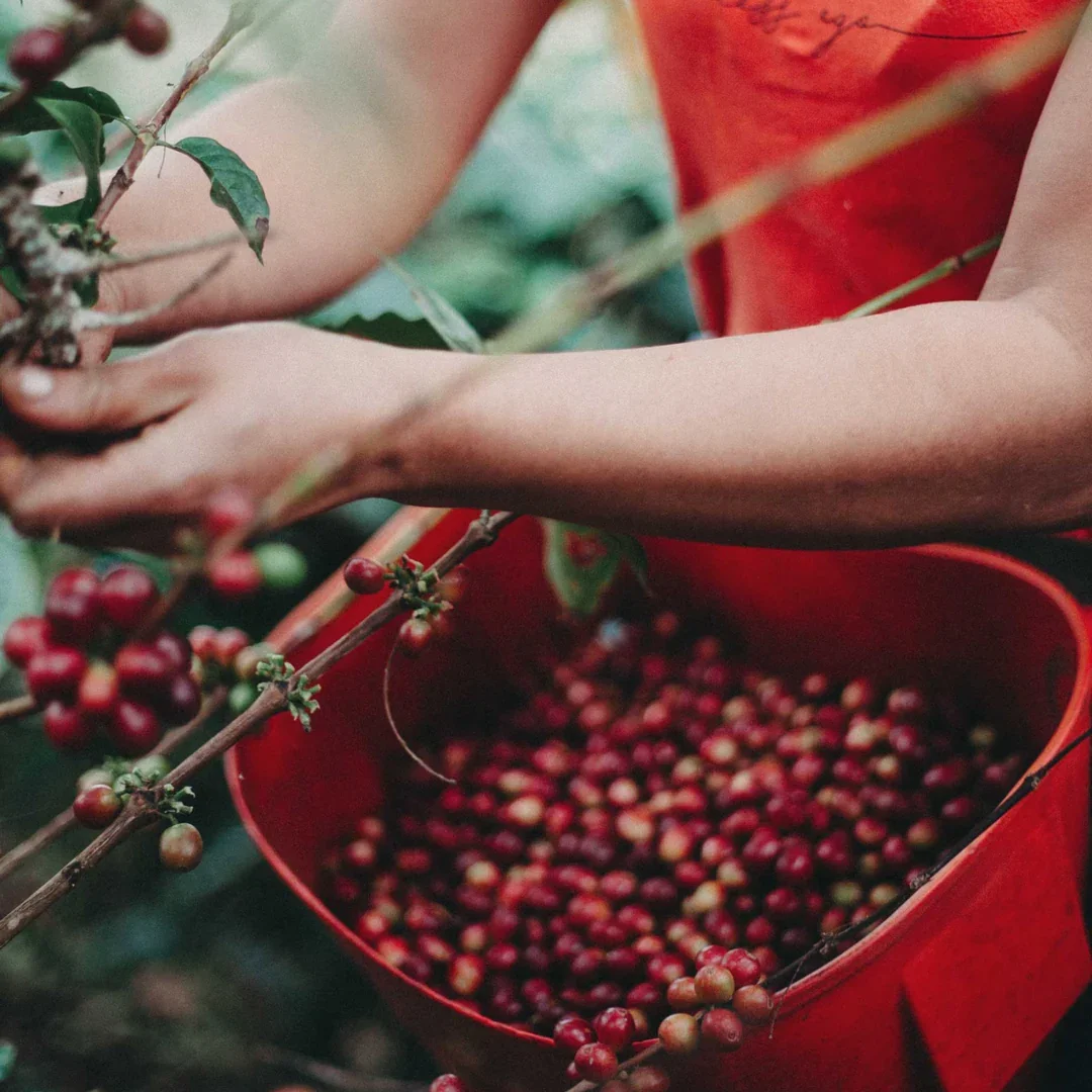 women_coffee_farmer_columbia.jpg.webp