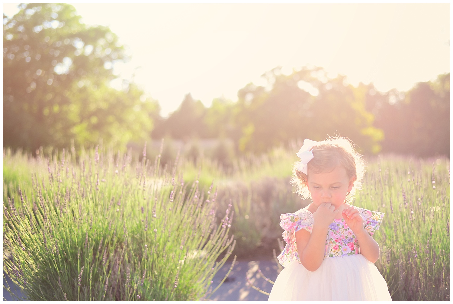 Lavender Garden Photo Shoot