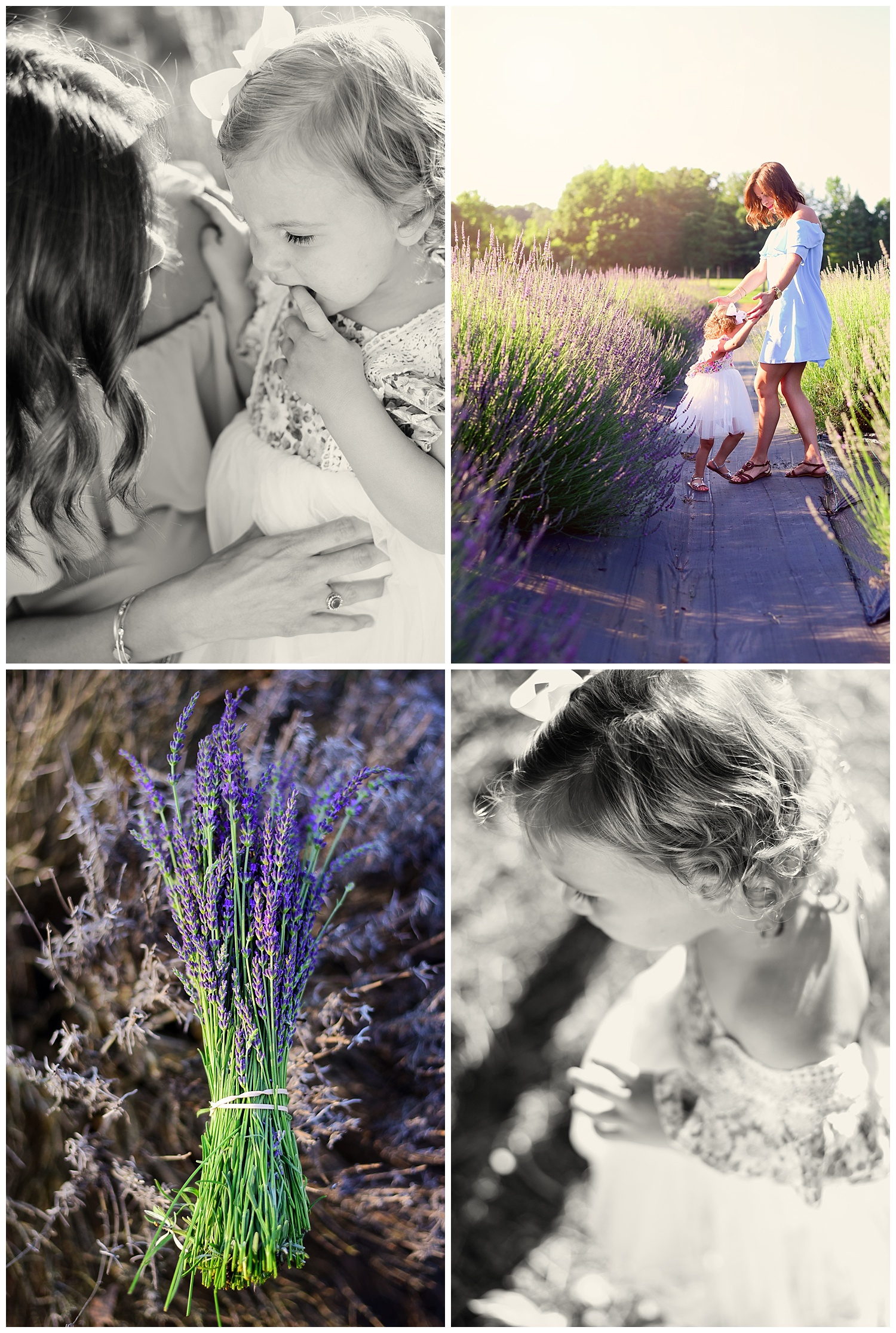 Lavender Garden Photo Shoot